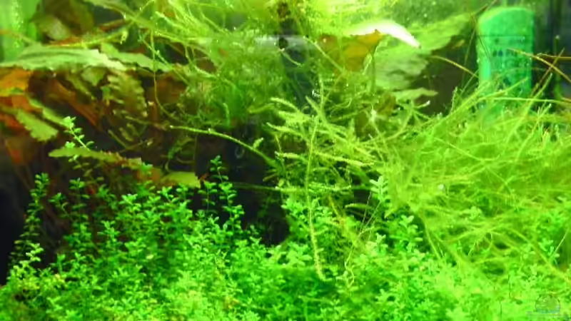 Pflanzen im Aquarium Miniwiese von Culpepper (2)