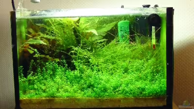 Pflanzen im Aquarium Miniwiese von Culpepper (3)