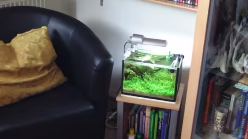 Pflanzen im Aquarium Miniwiese von Culpepper (4)