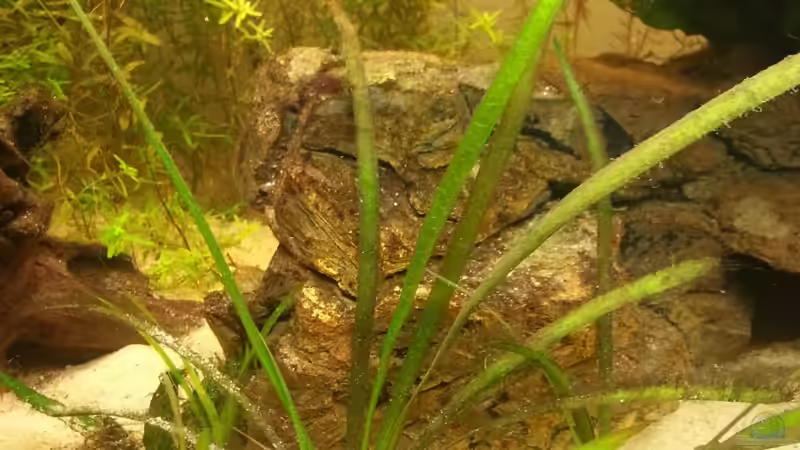 Pflanzen im Aquarium Mittelamerika Meeki Becken von Der Dreiäugige Goldfisch (13)