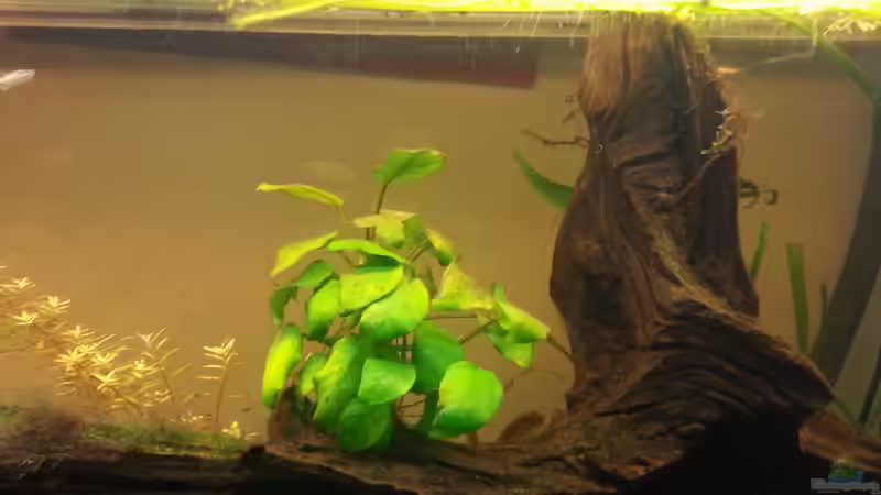 Pflanzen im Aquarium Mittelamerika Meeki Becken von Der Dreiäugige Goldfisch (14)