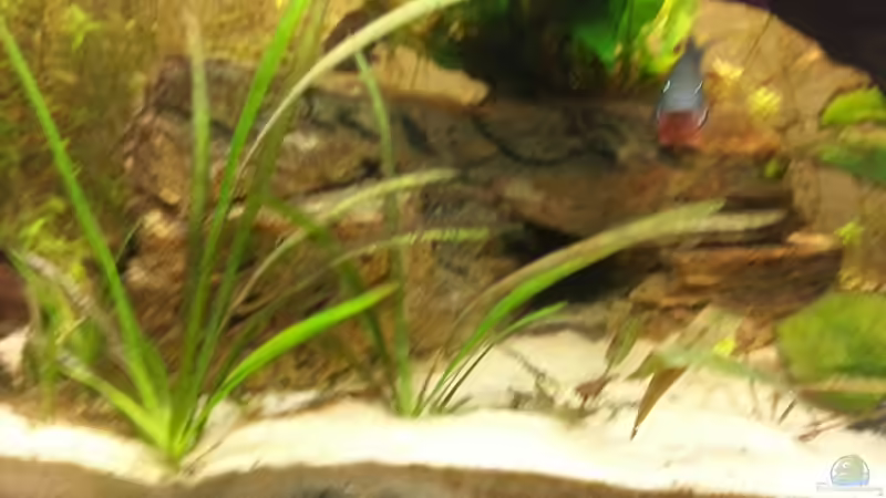 Pflanzen im Aquarium Mittelamerika Meeki Becken von Der Dreiäugige Goldfisch (15)