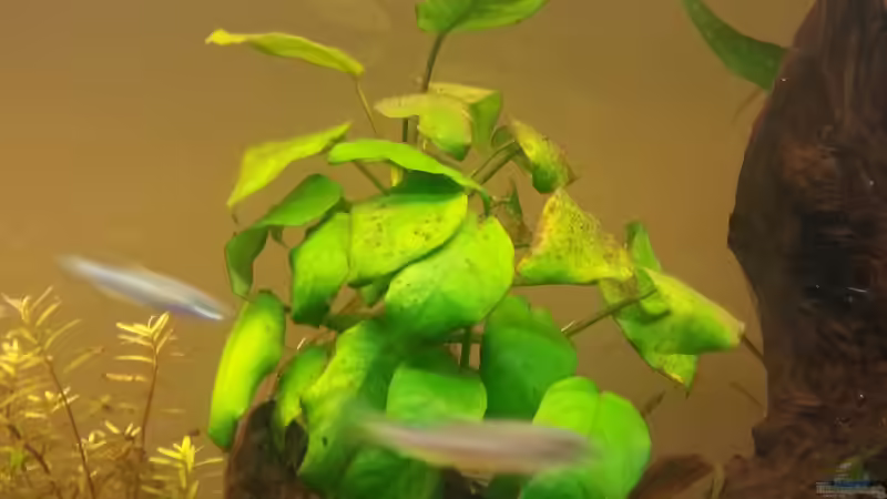 Pflanzen im Aquarium Mittelamerika Meeki Becken von Der Dreiäugige Goldfisch (17)