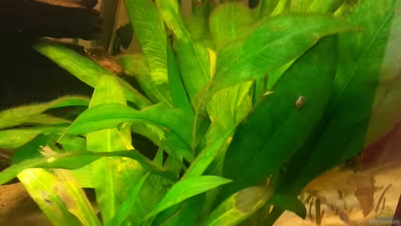 Pflanzen im Aquarium Mittelamerika Meeki Becken von Der Dreiäugige Goldfisch (18)