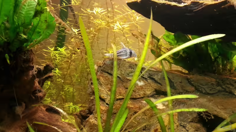 Pflanzen im Aquarium Mittelamerika Meeki Becken von Der Dreiäugige Goldfisch (9)