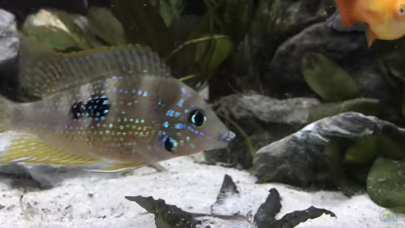 Pflanzen im Aquarium Mittelamerika von Basti@ (16)