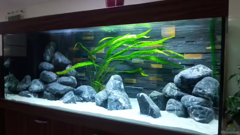 Pflanzen im Aquarium MJM´s NonMbuna von Moda (8)