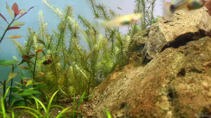 Pflanzen im Aquarium Monument von Triameh (10)
