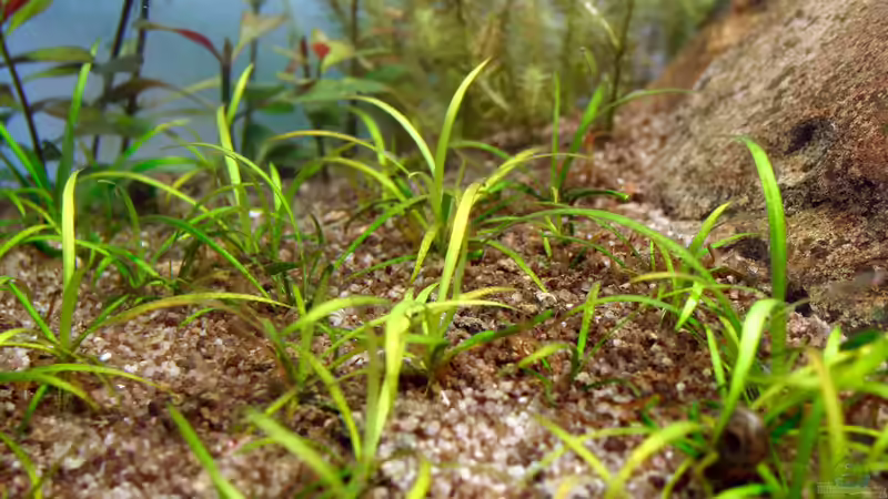 Pflanzen im Aquarium Monument von Triameh (11)