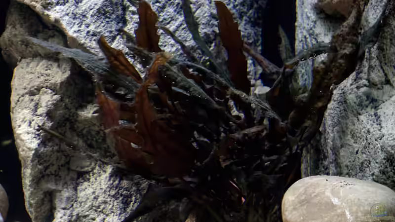 Pflanzen im Aquarium Moorii and More von freezer2510 (2)