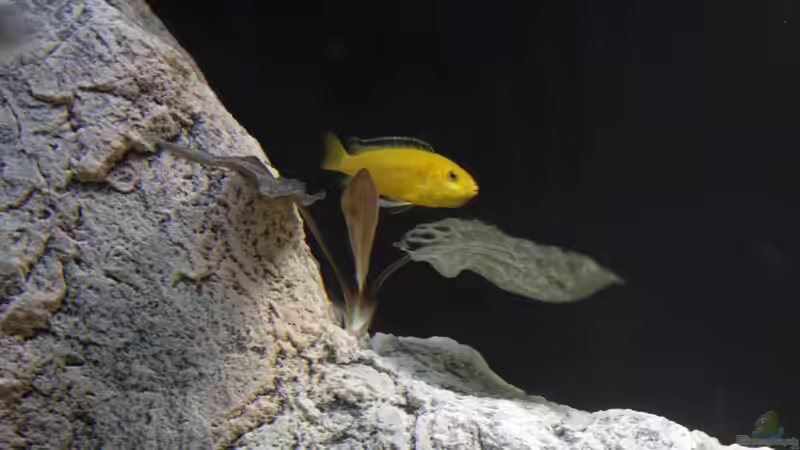 Pflanzen im Aquarium Moorii and More von freezer2510 (3)