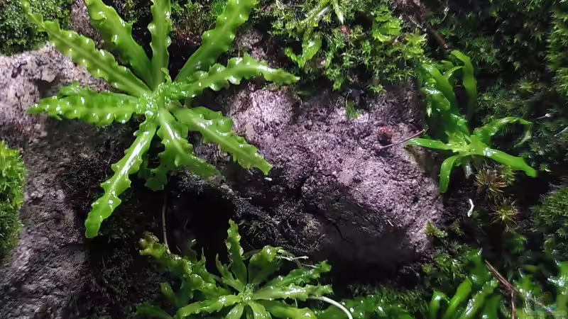 Pflanzen im Aquarium Mooswelt von Stephi (5)