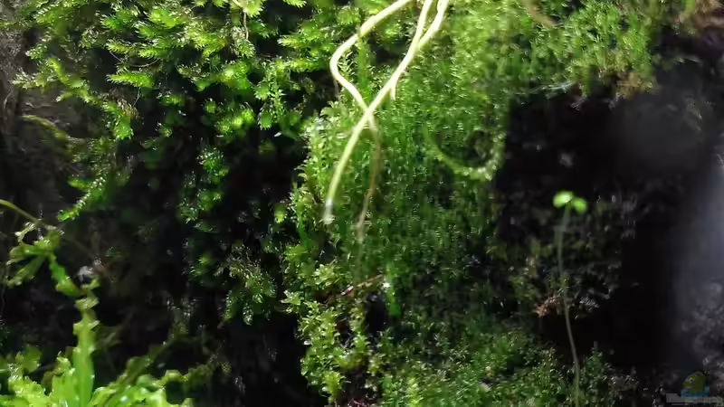Pflanzen im Aquarium Mooswelt von Stephi (6)