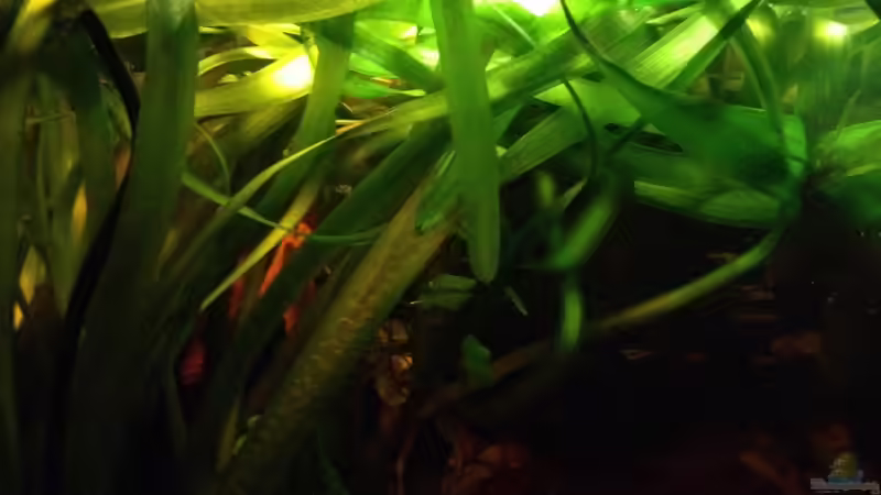 Pflanzen im Aquarium Mr. Rabaut&#039;s Erben(existiert so nicht mehr) von der Steirer (22)