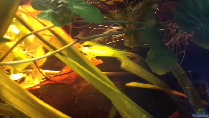 Pflanzen im Aquarium Mr. Rabaut&#039;s Erben(existiert so nicht mehr) von der Steirer (24)