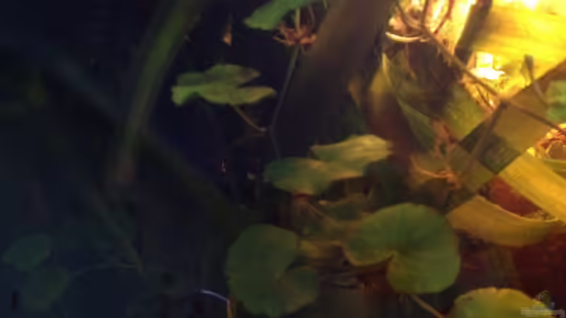 Pflanzen im Aquarium Mr. Rabaut&#039;s Erben(existiert so nicht mehr) von der Steirer (25)