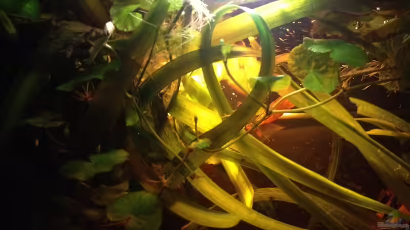 Pflanzen im Aquarium Mr. Rabaut&#039;s Erben(existiert so nicht mehr) von der Steirer (27)