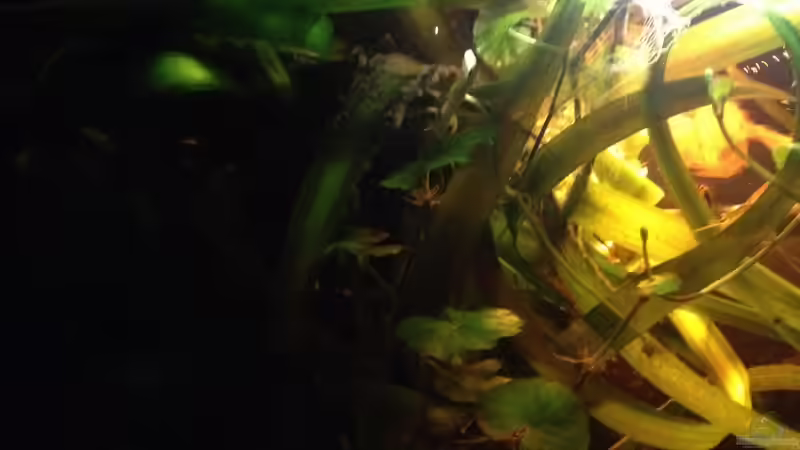 Pflanzen im Aquarium Mr. Rabaut&#039;s Erben(existiert so nicht mehr) von der Steirer (28)