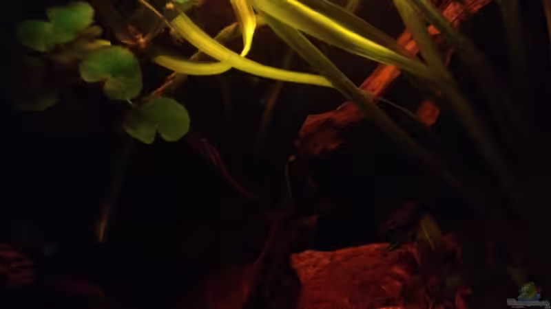 Pflanzen im Aquarium Mr. Rabaut&#039;s Erben(existiert so nicht mehr) von der Steirer (29)