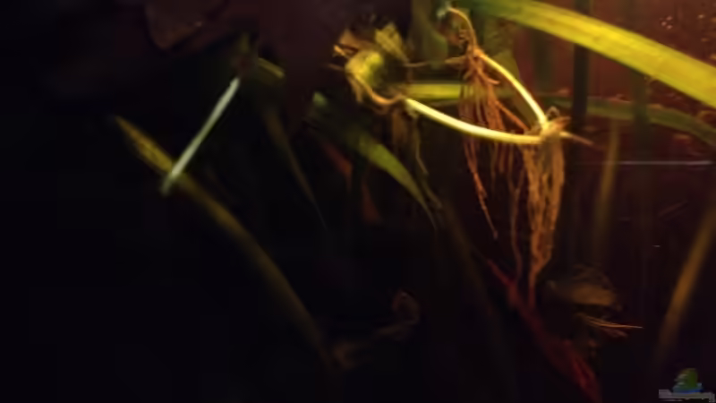 Pflanzen im Aquarium Mr. Rabaut&#039;s Erben(existiert so nicht mehr) von der Steirer (31)