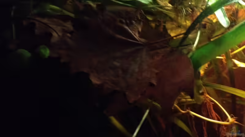 Pflanzen im Aquarium Mr. Rabaut&#039;s Erben(existiert so nicht mehr) von der Steirer (32)