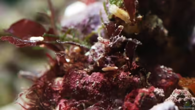 Pflanzen im Aquarium MW Würfel WZ von Cichlid Power (10)