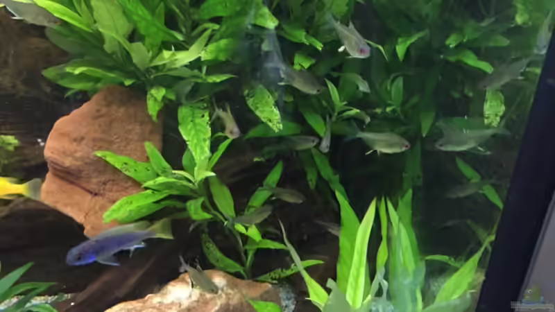 Pflanzen im Aquarium My American( nur noch Beispiel) von Basti@ (2)