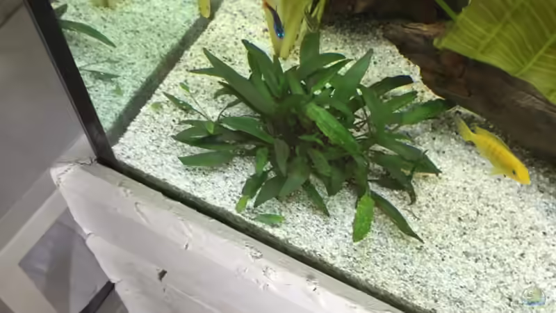 Pflanzen im Aquarium My American( nur noch Beispiel) von Basti@ (4)