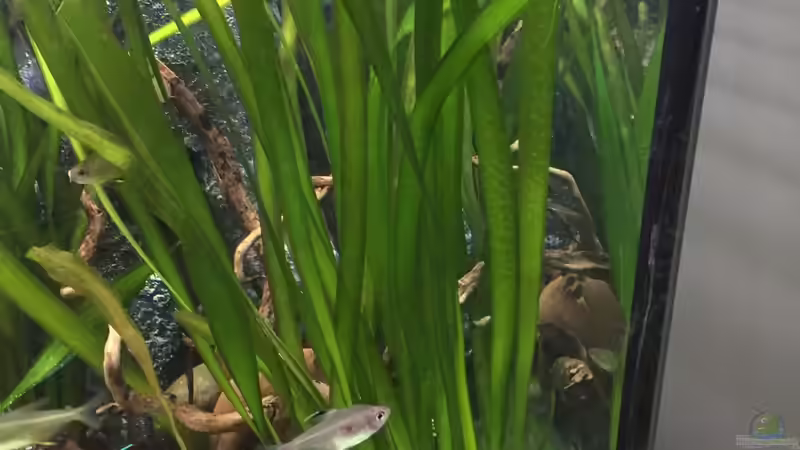 Pflanzen im Aquarium My American( nur noch Beispiel) von Basti@ (5)