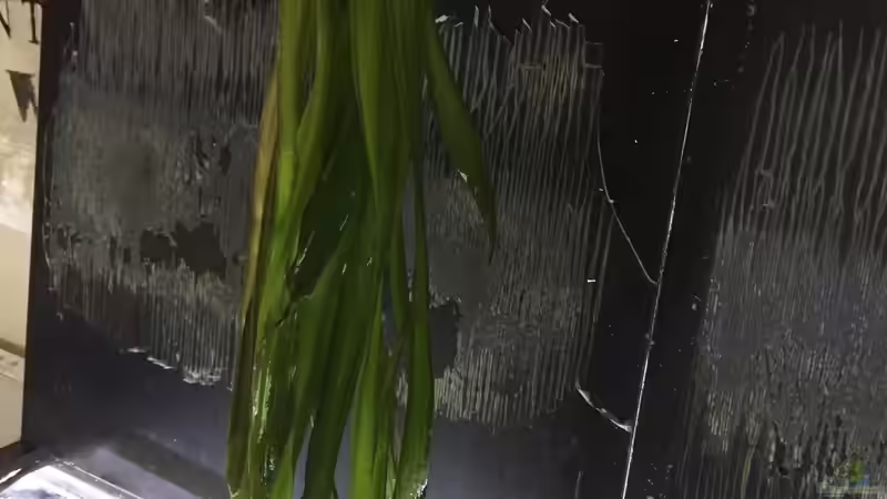 Pflanzen im Aquarium My American( nur noch Beispiel) von Basti@ (6)