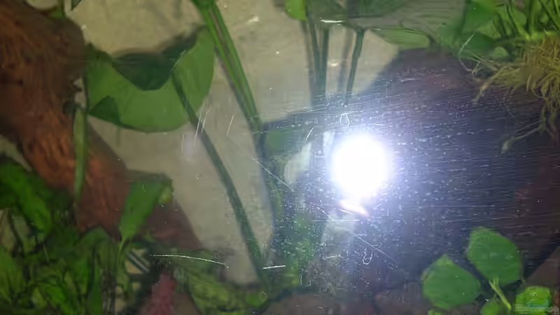 Pflanzen im Aquarium My beautiful P. pulcher von Exotist (19)