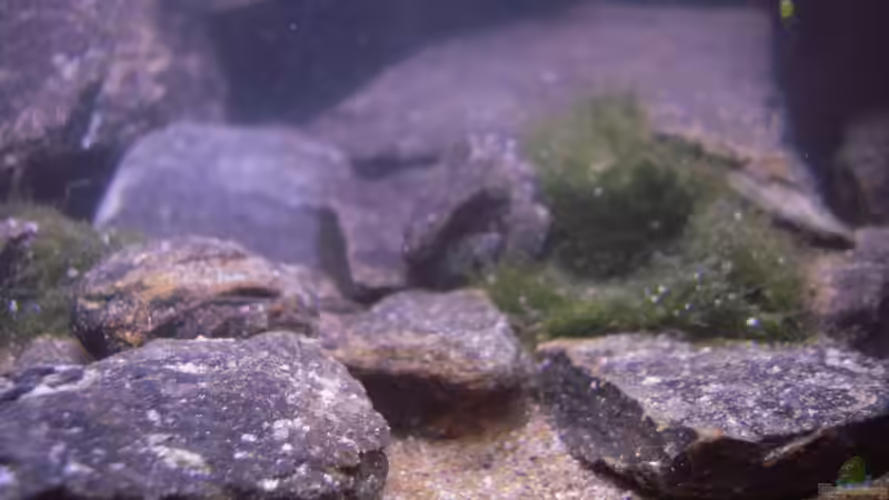 Pflanzen im Aquarium My Lake Matano--existiert so nicht mehr von Exotist (7)