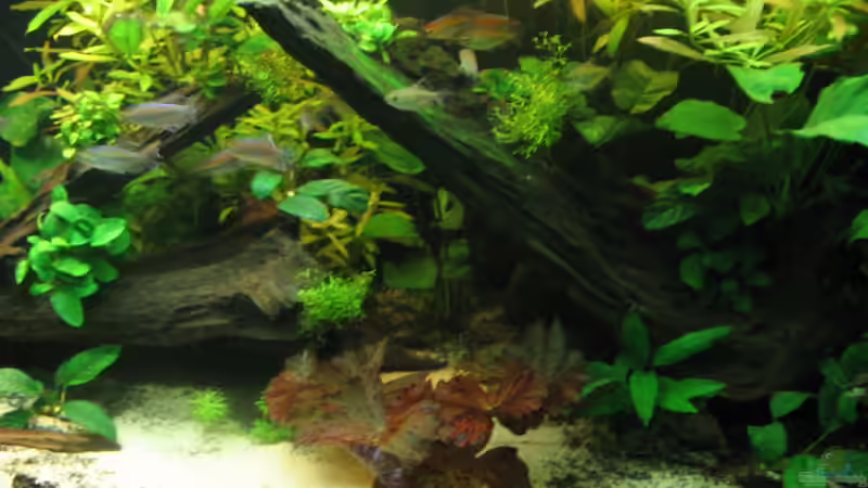 Pflanzen im Aquarium My little African Dream Nur noch als Beispiel von johnK (3)