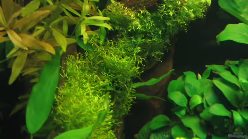 Pflanzen im Aquarium My little African Dream Nur noch als Beispiel von johnK (5)