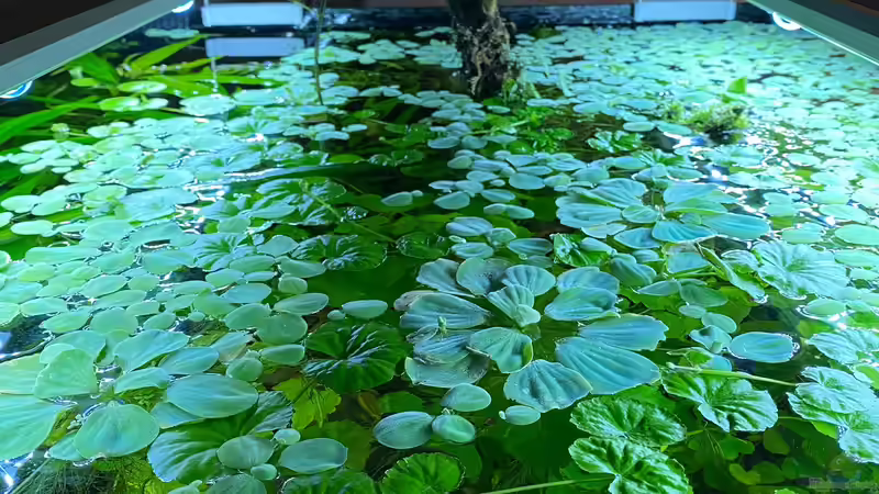 Pflanzen im Aquarium Myanmar _Gesellschaft von Tavira2000 (12)