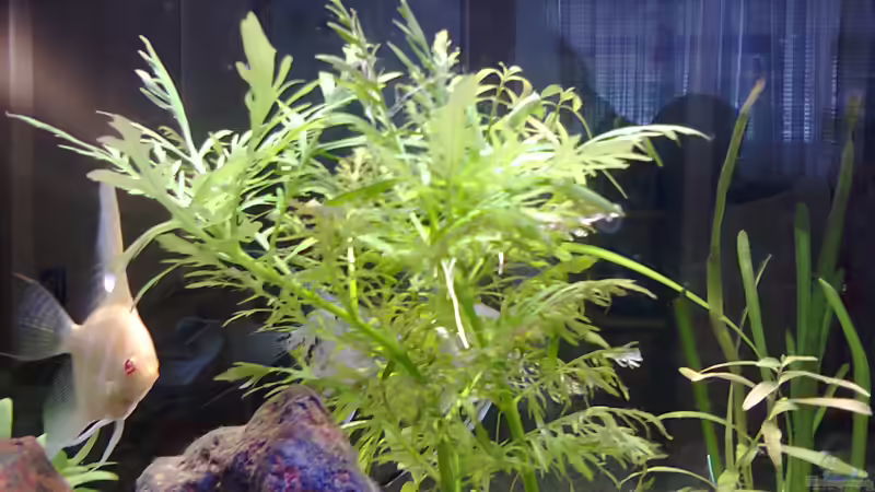 Pflanzen im Aquarium MyFirstOne von Katerina Schöbella (16)