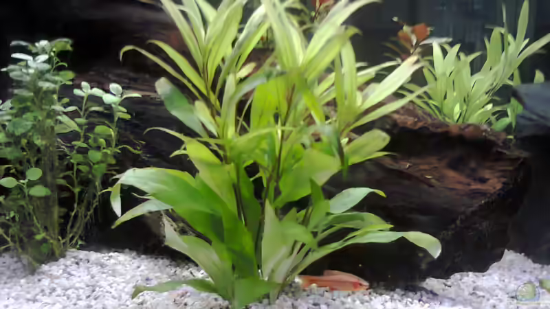 Pflanzen im Aquarium MyFirstOne von Katerina Schöbella (18)