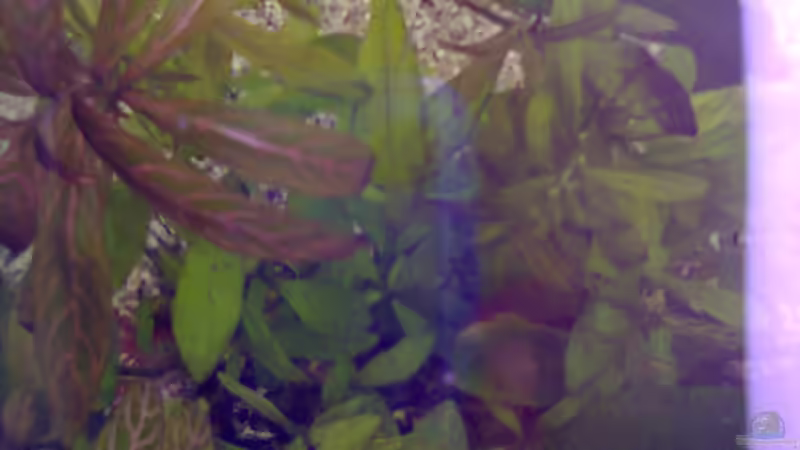 Pflanzen im Aquarium MyFirstOne von Katerina Schöbella (19)