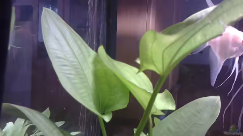 Pflanzen im Aquarium MyFirstOne von Katerina Schöbella (20)