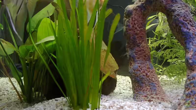 Pflanzen im Aquarium MyFirstOne von Katerina Schöbella (22)