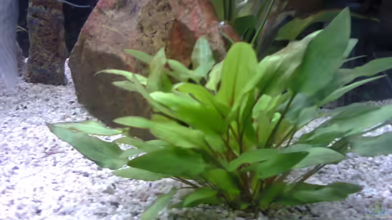 Pflanzen im Aquarium MyFirstOne von Katerina Schöbella (23)