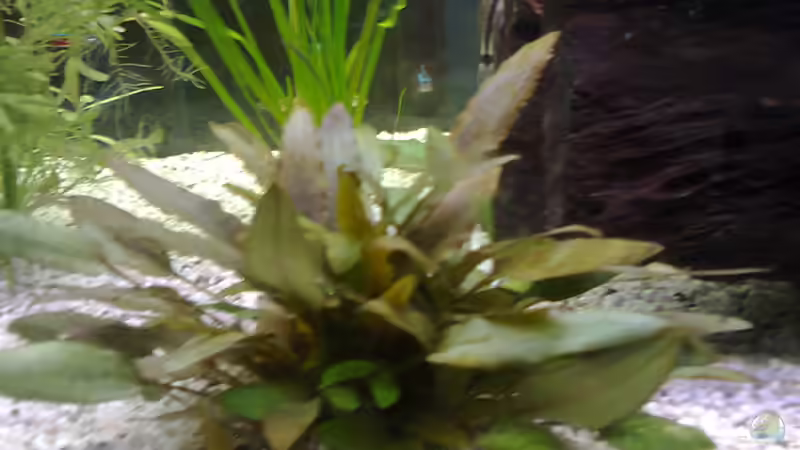 Pflanzen im Aquarium MyFirstOne von Katerina Schöbella (24)