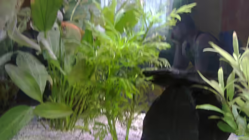 Pflanzen im Aquarium MyFirstOne von Katerina Schöbella (25)