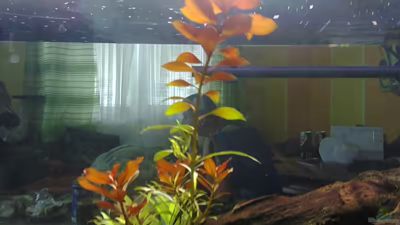 Pflanzen im Aquarium MyFirstOne von Katerina Schöbella (26)