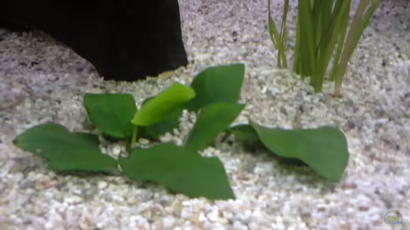 Pflanzen im Aquarium MyFirstOne von Katerina Schöbella (27)