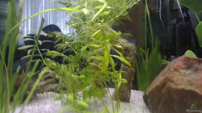 Pflanzen im Aquarium MyFirstOne von Katerina Schöbella (28)