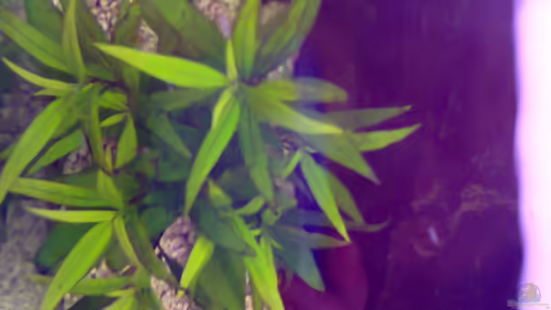 Pflanzen im Aquarium MyFirstOne von Katerina Schöbella (30)