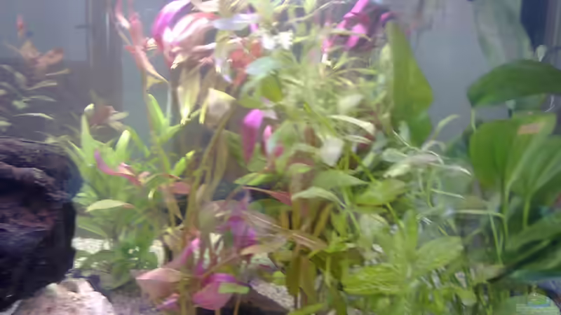 Pflanzen im Aquarium MyFirstOne von Katerina Schöbella (31)