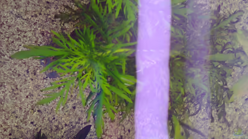 Pflanzen im Aquarium MyFirstOne von Katerina Schöbella (32)