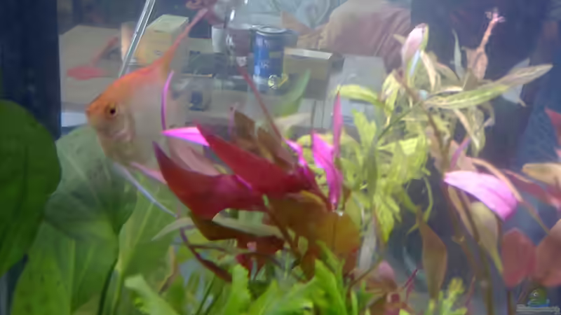 Pflanzen im Aquarium MyFirstOne von Katerina Schöbella (33)